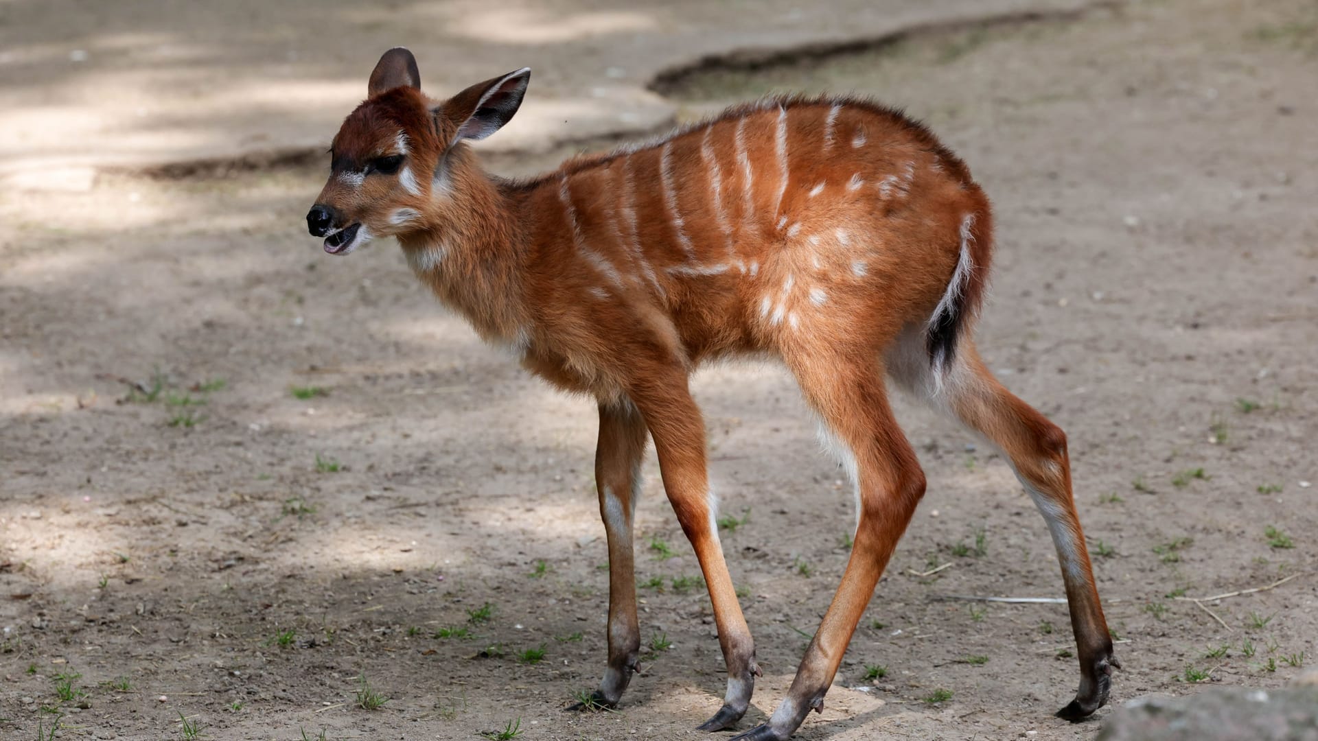 Poelo wurde die neugeborene Antilope getauft.