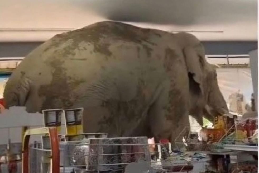 Ein Elefant steht in einem Lebensmittelladen in Kao Yai, Thailand.