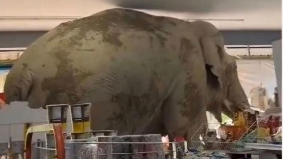Ein Elefant steht in einem Lebensmittelladen in Kao Yai, Thailand.