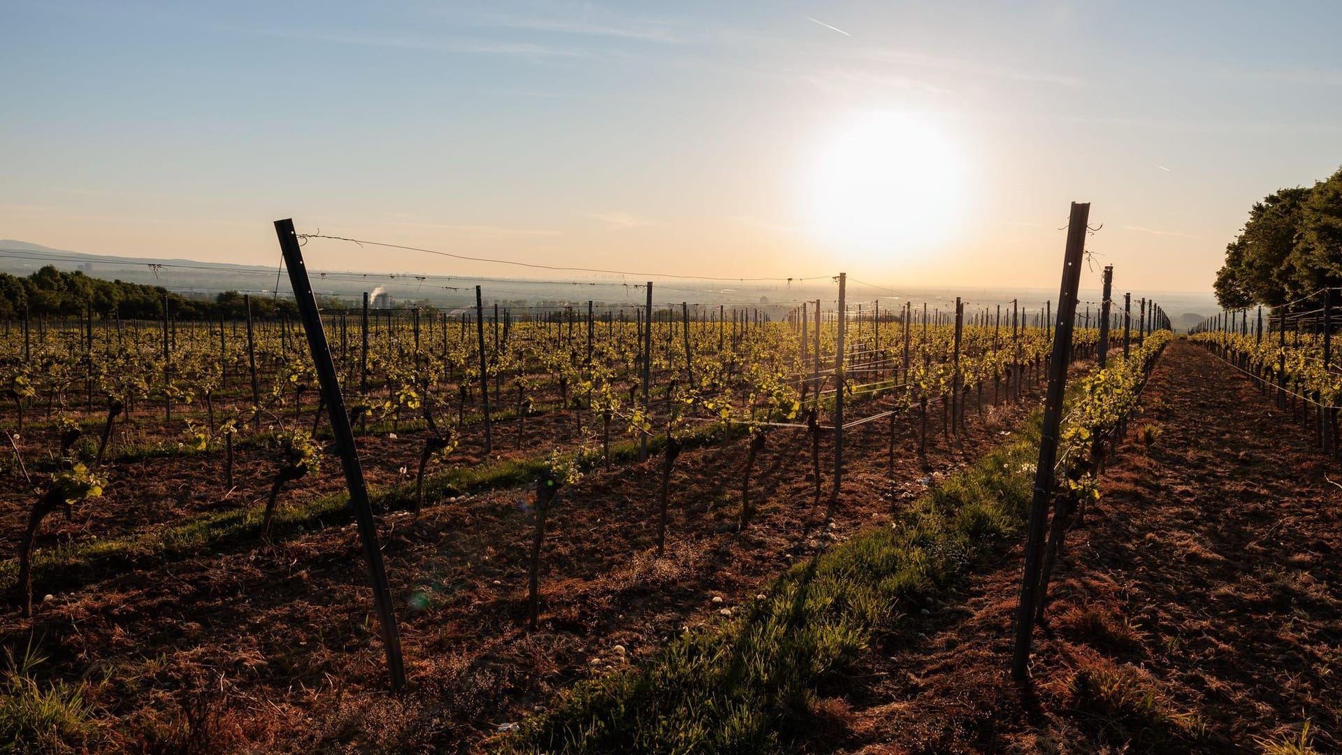 Rheinland-Pfalz, Mainz: Die Sonne geht auf über den Weinbergen an der Laubenheimer Höhe.
