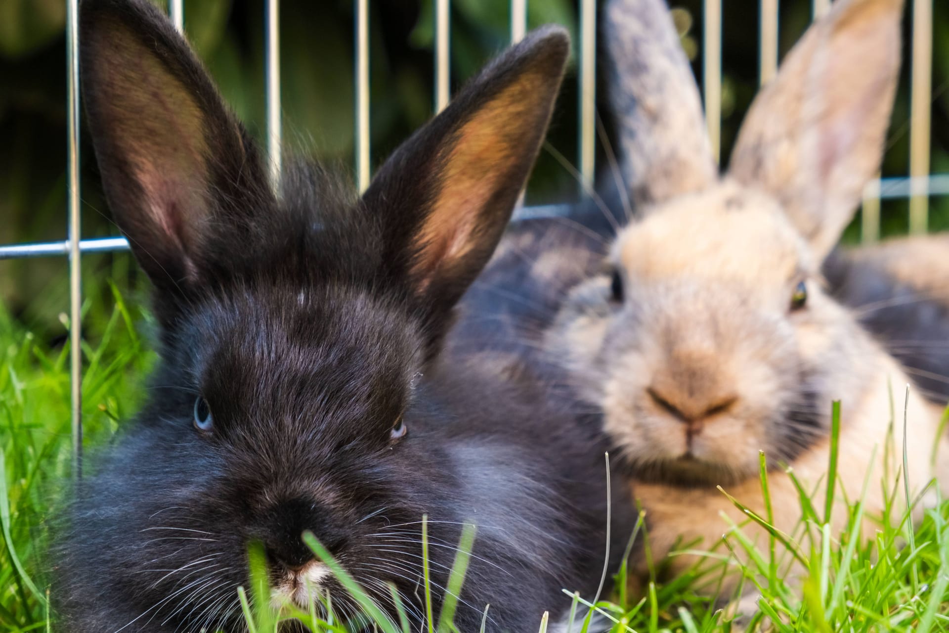Zwei Kaninchen liegen im Gras (Symbolbild): Das Franziskus Tierheim sucht jemanden, der zwei Kaninchen zusammen adoptieren möchte.