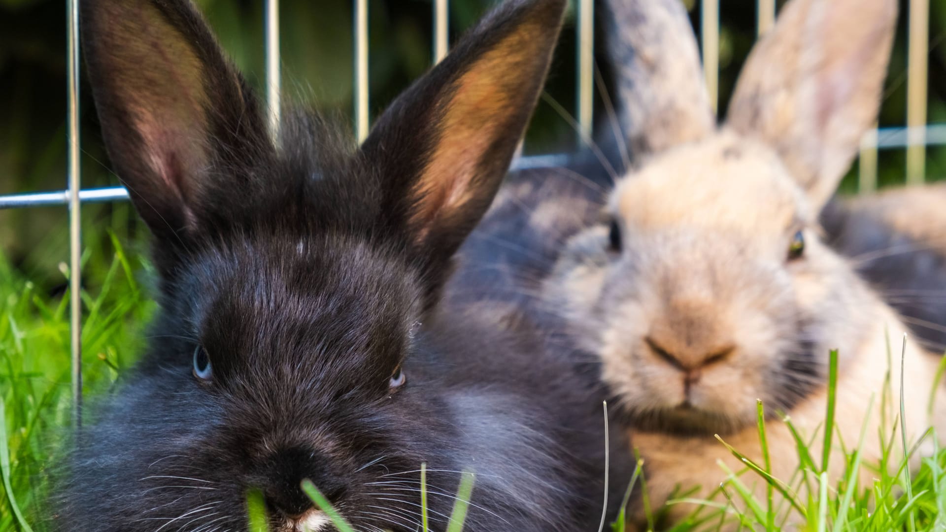 Zwei Kaninchen liegen im Gras (Symbolbild): Das Franziskus Tierheim sucht jemanden, der zwei Kaninchen zusammen adoptieren möchte. Zwei Kaninchen liegen im Gras (Symbolbild): Das Franziskus Tierheim sucht jemanden, der zwei Kaninchen zusammen adoptieren möchte.