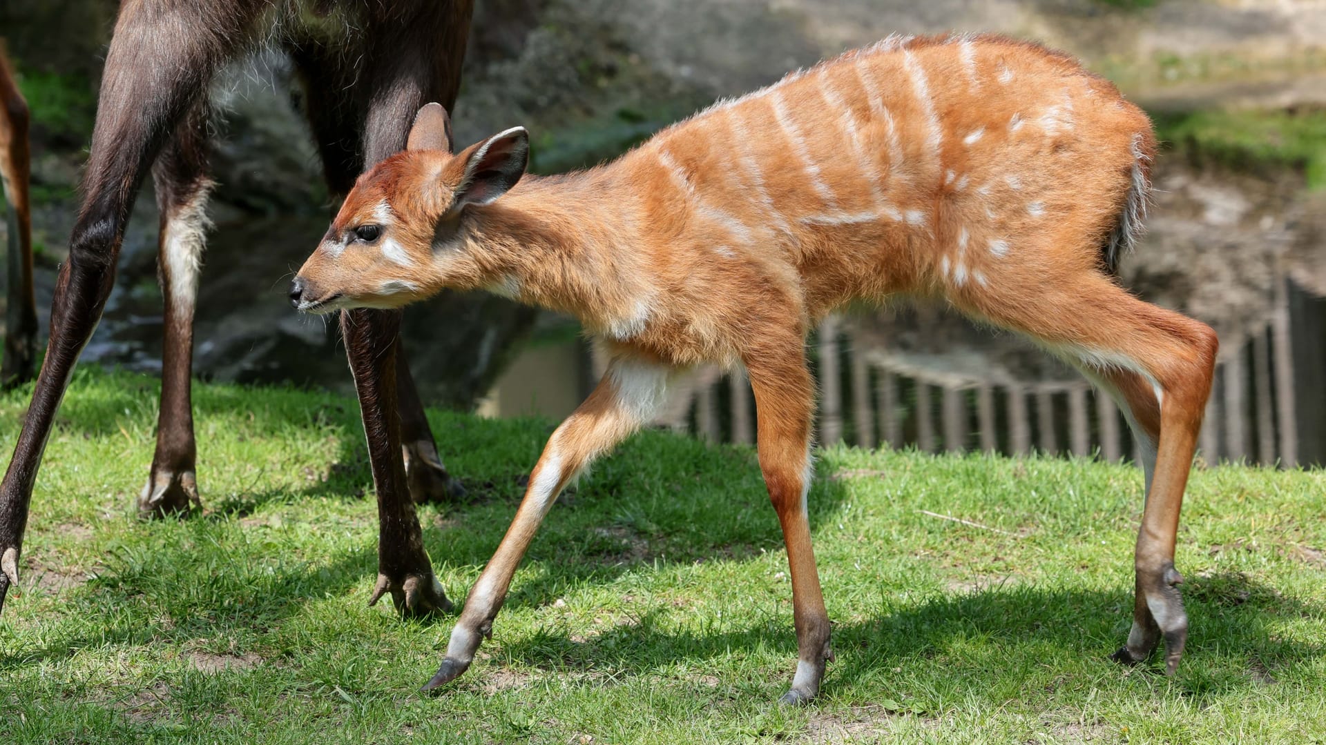 Sitatunga-Antilopen im Kölner Zoo: Der jüngste Nachwuchs erkundet das Gehege.