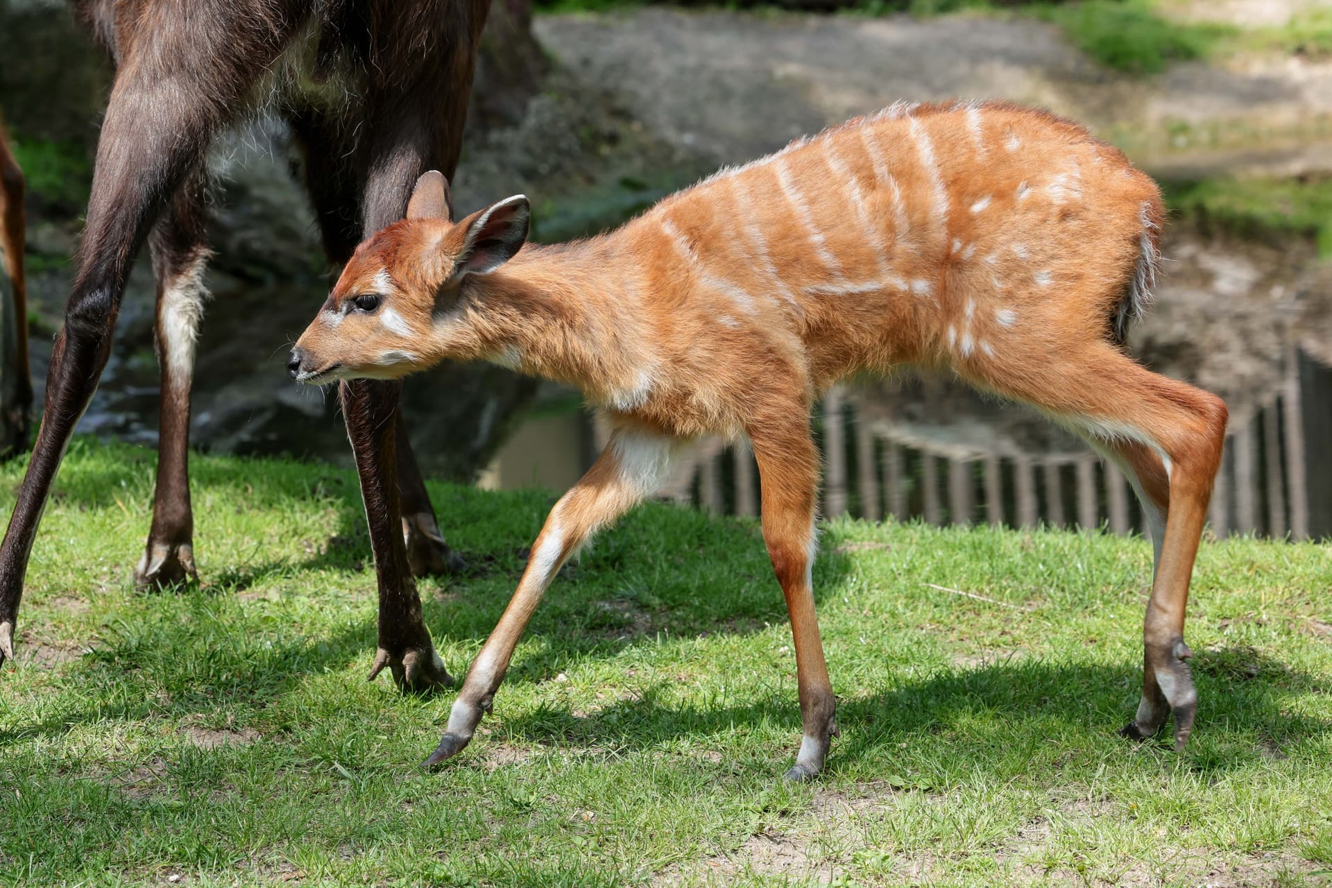 Sitatunga-Antilopen im Kölner Zoo: Der jüngste Nachwuchs erkundet das Gehege. Sitatunga-Antilopen im Kölner Zoo: Der jüngste Nachwuchs erkundet das Gehege.