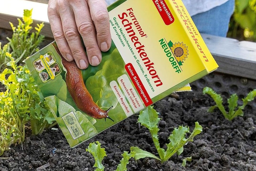 Mit Schneckenkorn lassen sich die schleimigen Tiere vertreiben.