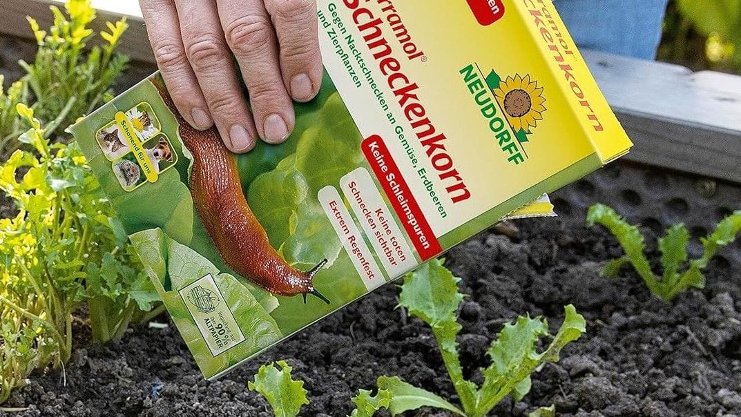 Mit Schneckenkorn lassen sich die schleimigen Tiere vertreiben.