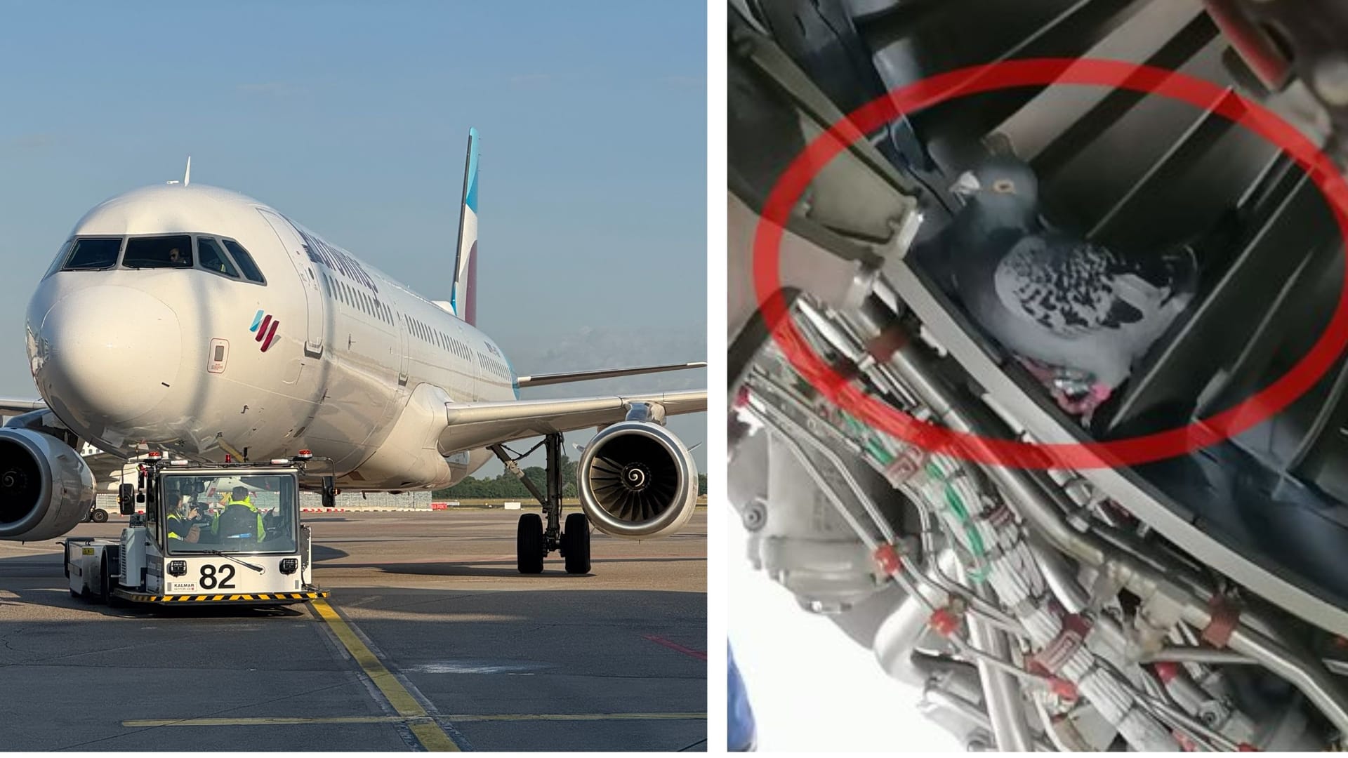 In einem Malaga-Urlaubsflieger entdeckten Eurowings-Mitarbeiter einen überraschenden Fund. In einem Malaga-Urlaubsflieger entdeckten Eurowings-Mitarbeiter einen überraschenden Fund.