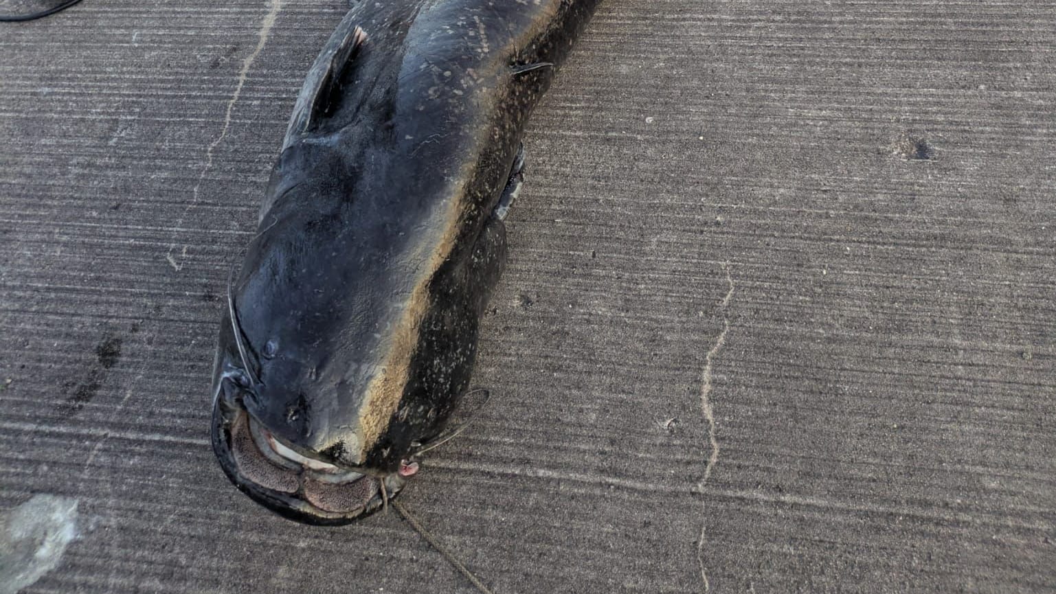 Der tote Wels am Ufer des Brombachsees in Mittelfranken: Der Fisch kommt jetzt in einem Gasthaus auf den Teller.