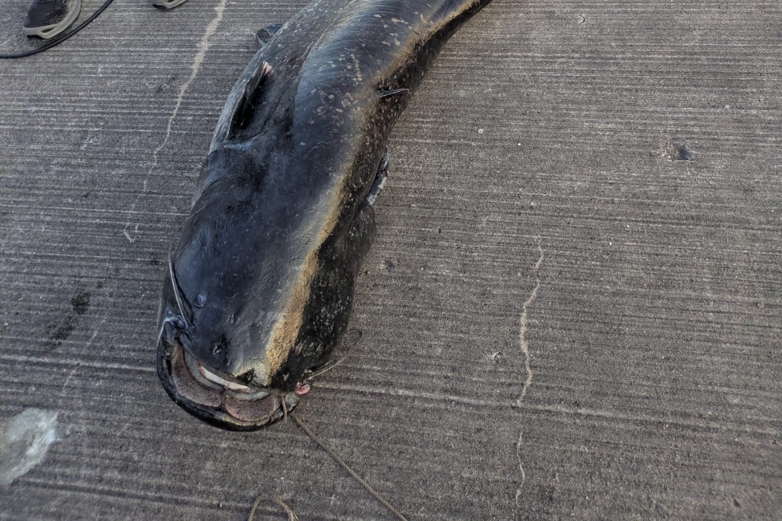Der tote Wels am Ufer des Brombachsees in Mittelfranken: Der Fisch kommt jetzt in einem Gasthaus auf den Teller.