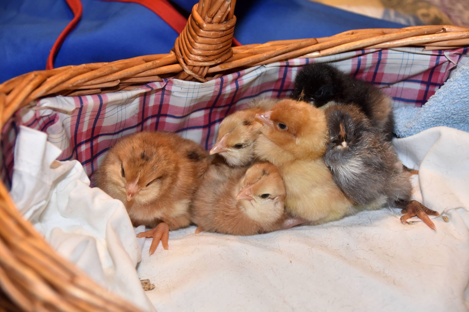 Hühnerküken in einem Korb (Symbolbild): Das Tierheim Hannover berichtet von ausgesetzten Küken.