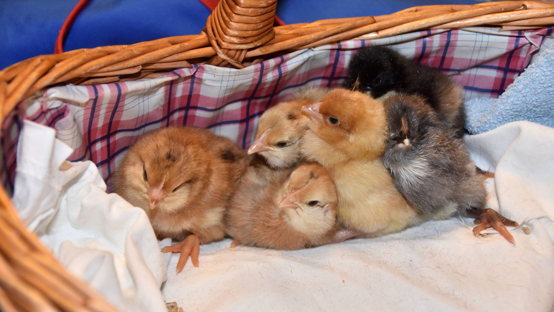 Hühnerküken in einem Korb (Symbolbild): Das Tierheim Hannover berichtet von ausgesetzten Küken.