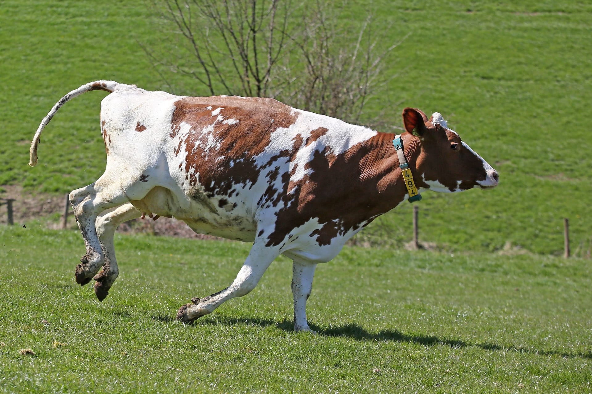 Eine Kuh springt und rennt auf einer Weide (Symbolbild): In Österreich stürzte eine Seniorin und wurde von den Tieren getötet.