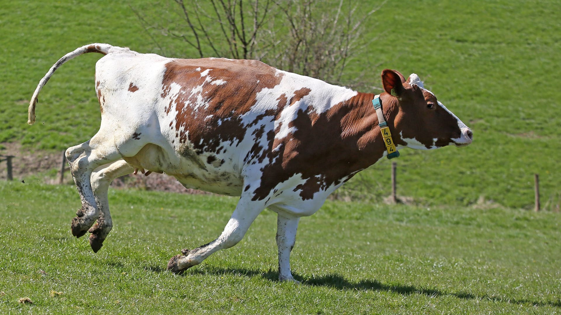 Eine Kuh springt und rennt auf einer Weide (Symbolbild): In Österreich stürzte eine Seniorin und wurde von den Tieren getötet. Eine Kuh springt und rennt auf einer Weide (Symbolbild): In Österreich stürzte eine Seniorin und wurde von den Tieren getötet.