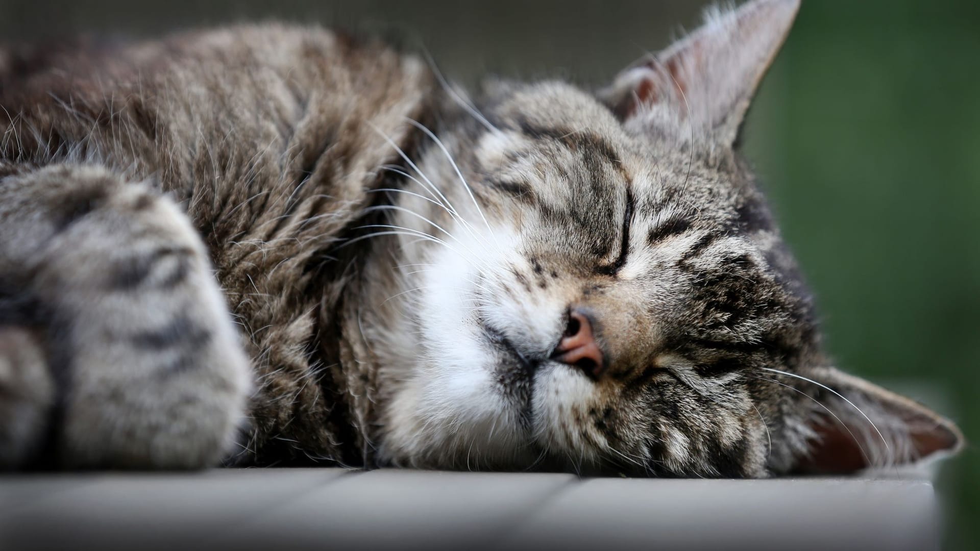 Schlafende Katze Schlafende Katze