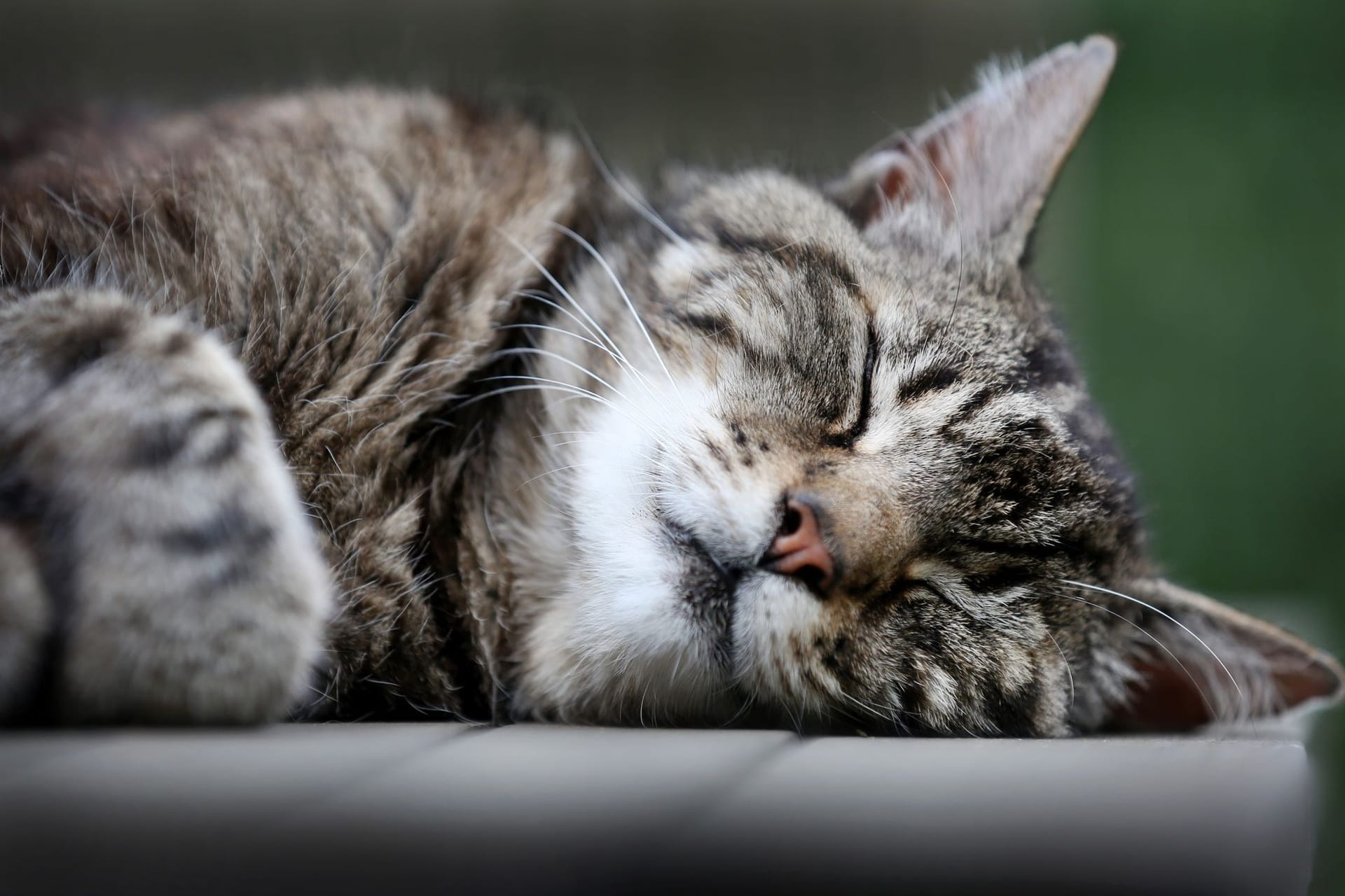 Schlafende Katze