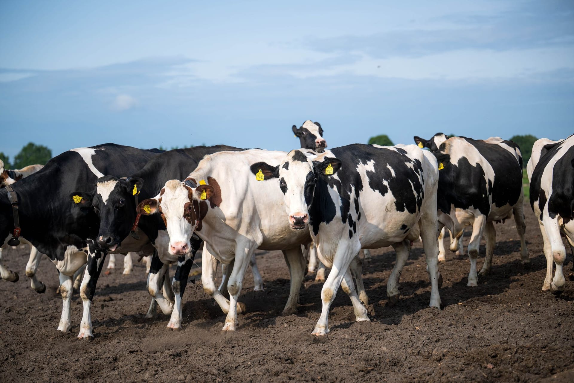 Tiervermarkter unter Manipulationsverdacht