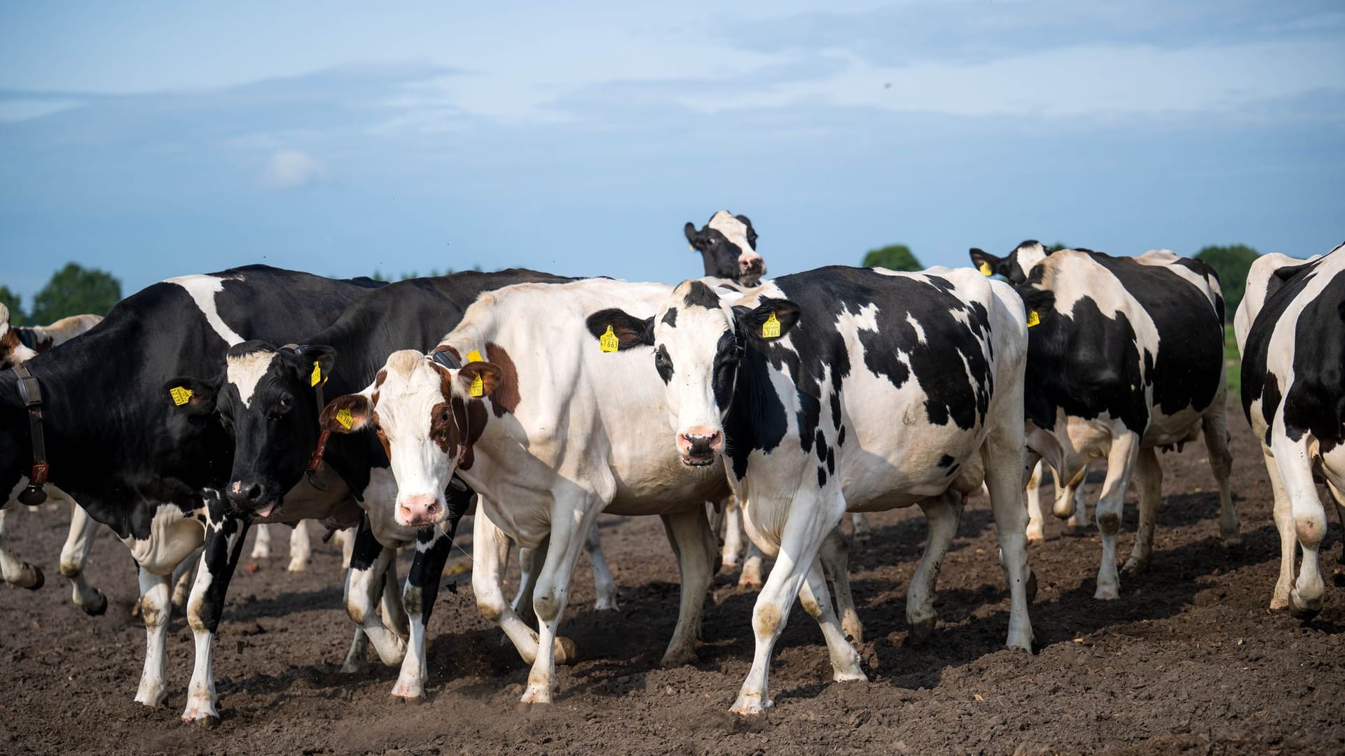 Tiervermarkter unter Manipulationsverdacht Tiervermarkter unter Manipulationsverdacht