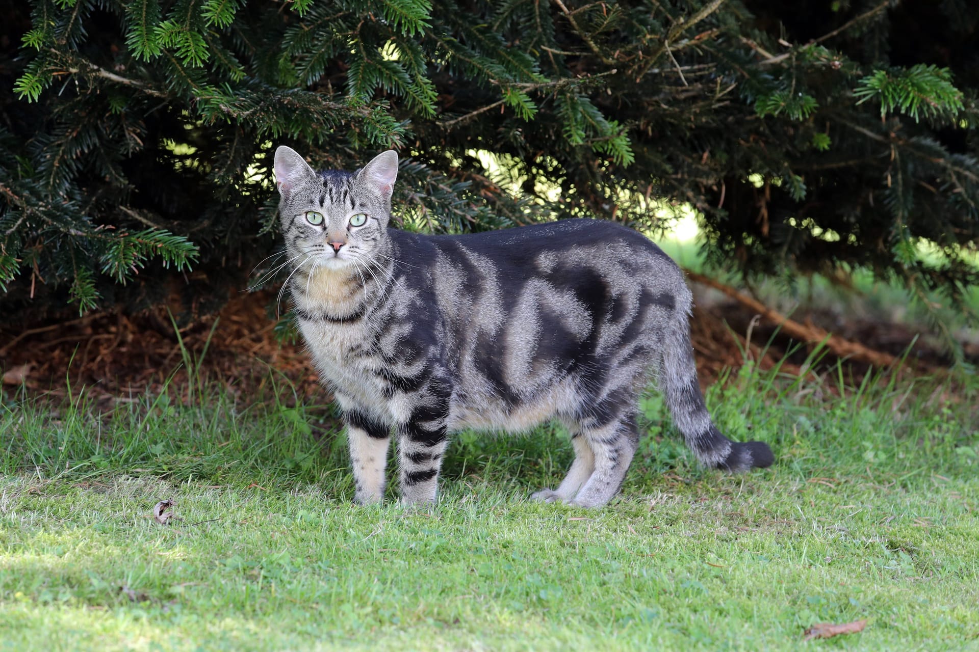 Getigerte Katze in einem Garten (Symbolbild): Katze Serbentele reiste über 100 Kilometer.
