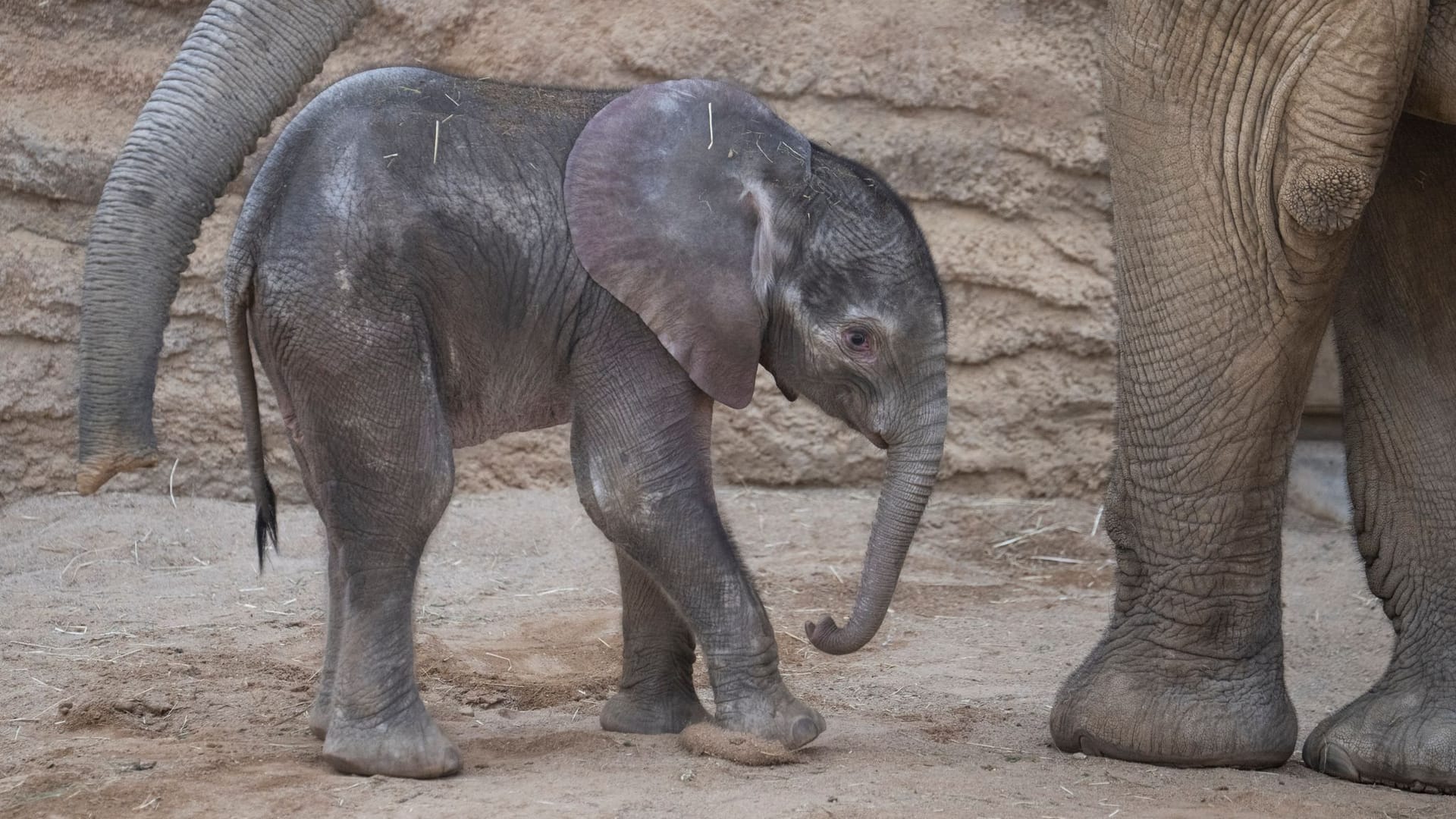 Elefanten-Baby «Kaja» im Opel-Zoo Elefanten-Baby «Kaja» im Opel-Zoo