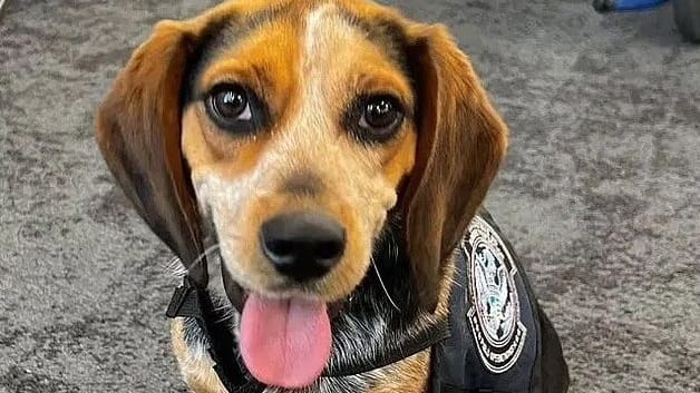 Der Spürhund Freddie: Er wurde von einem Touristen am Flughafen in Washington getreten.