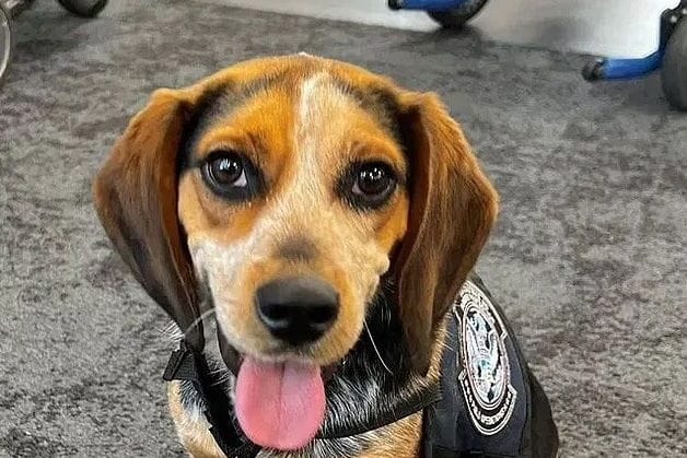 Der Spürhund Freddie: Er wurde von einem Touristen am Flughafen in Washington getreten.