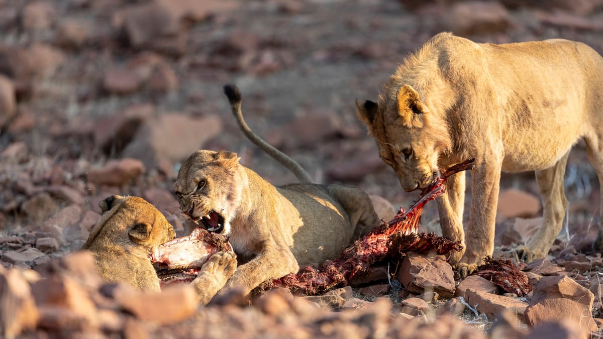 Tragödie in Namibia: Löwenschützer Bernd Kebbel von Wüstenlöwen getötet 