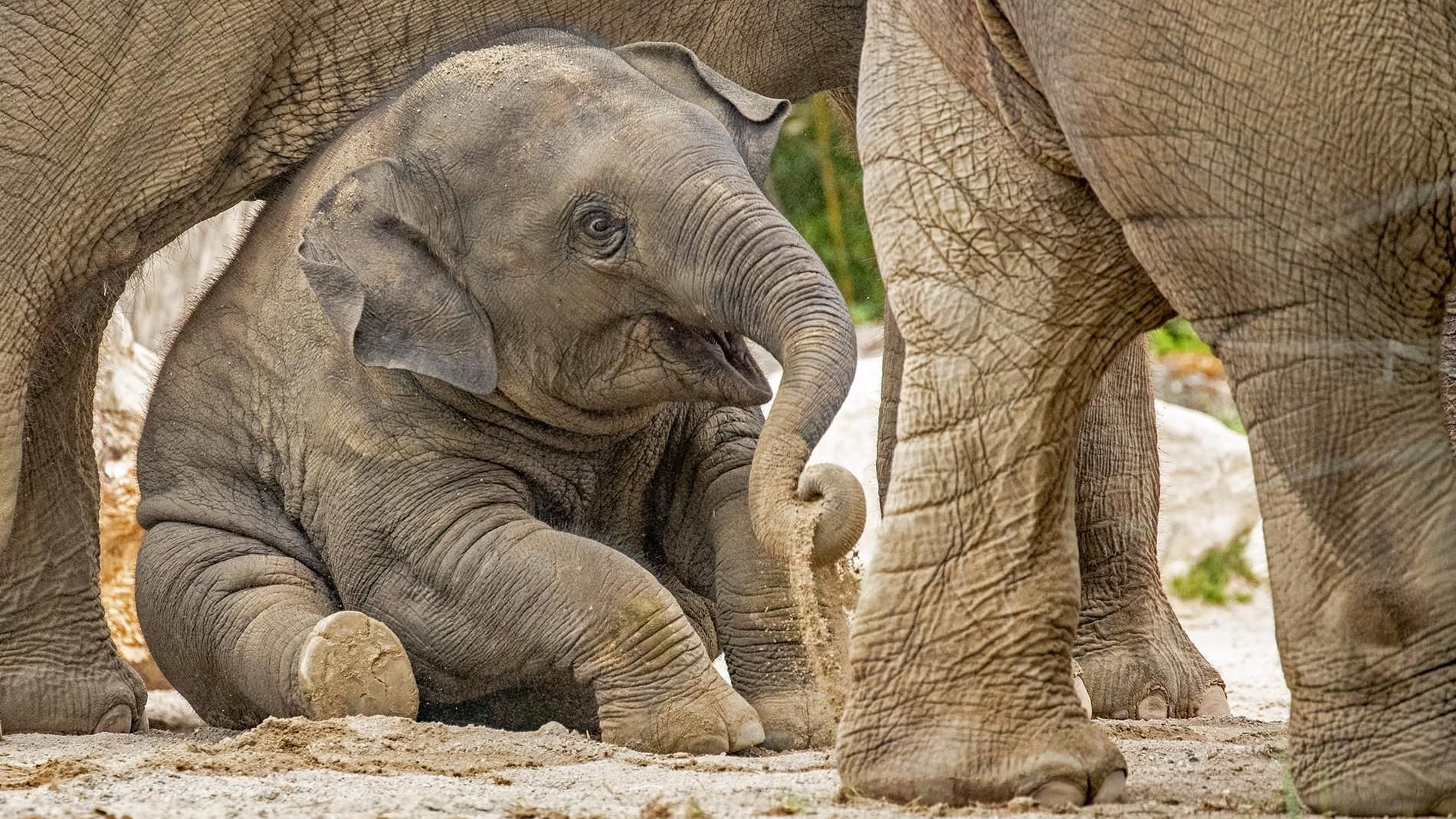 Elefantenjungtier Otto spielerisch im Kreise seiner Herde im Tierpark Hellabrunn (Archivbild): Der Tod des sozialen und lebhaften Bulles reißt eine Lücke in die Elefantengruppe.