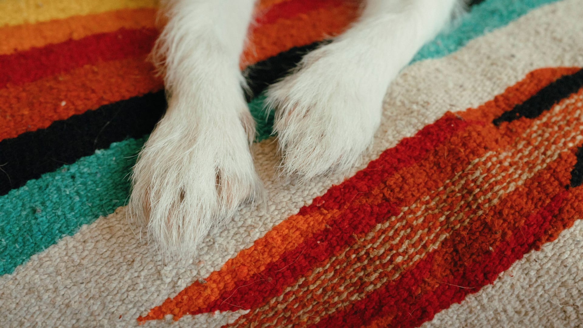 Hundepfoten (Symbolbild): Tierheim-Hündin Ottilie schnüffelt gerne auf der Hundewiese herum.