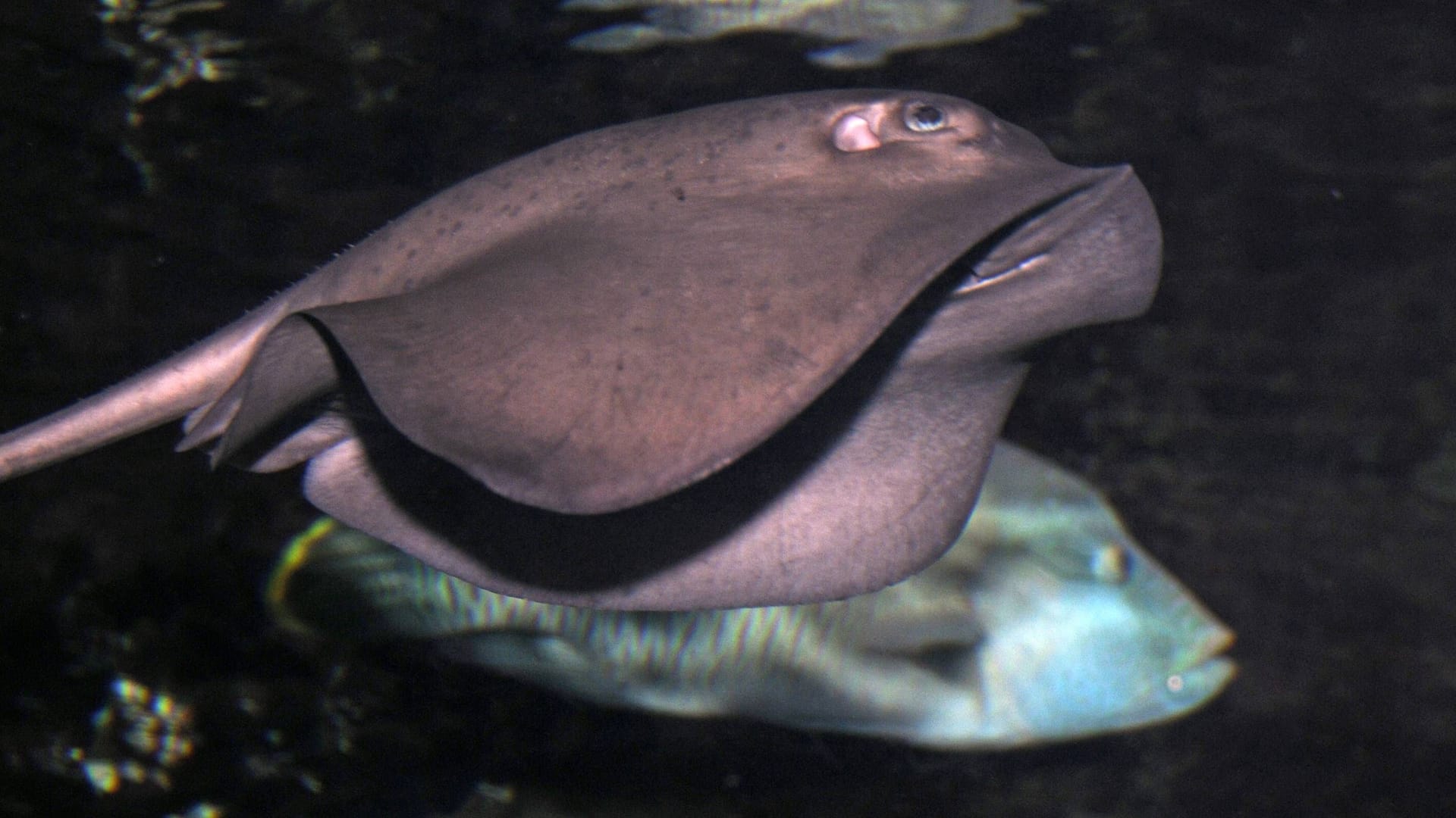 Der Pelagische Stechrochen heißt wegen seiner Färbung auch Großer Violetter Stechrochen (hier auf einem Foto des Zoo-Aquariums in Berlin).