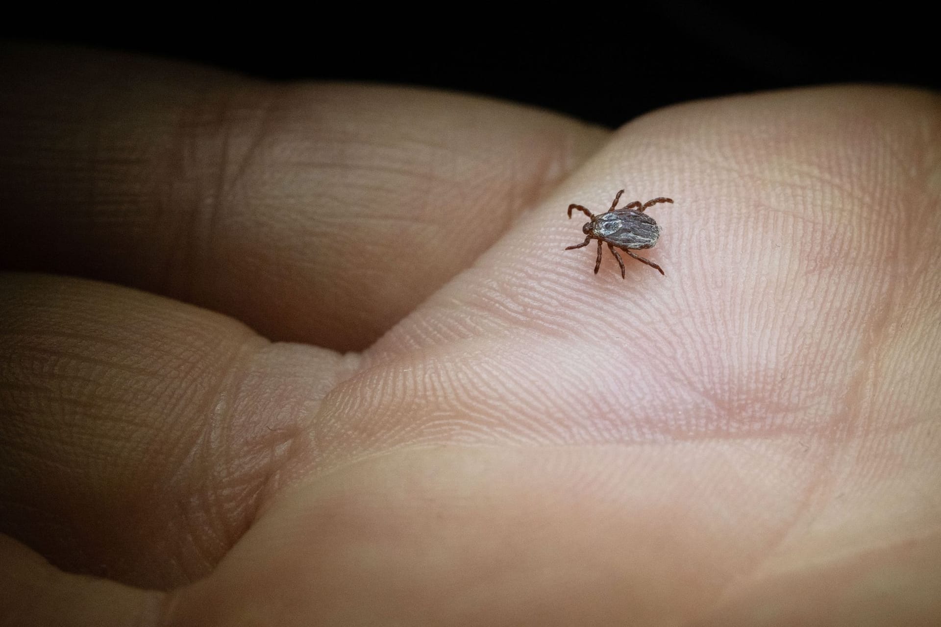 Buntzecke (Dermacentor reticulatus) krabbelt über eine Hand