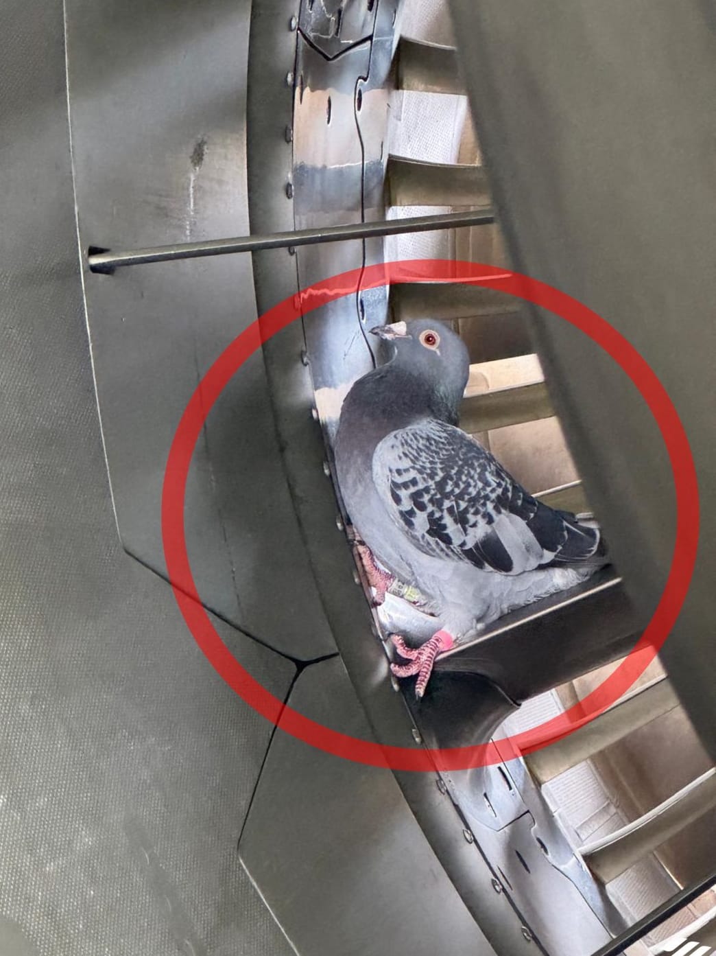 Blinder Passagier auf dem Weg nach Malaga: Ein Flughafen-Sprecher nannte den Fund der Eurowings-Mitarbeiter "sehr ungewöhnlich".