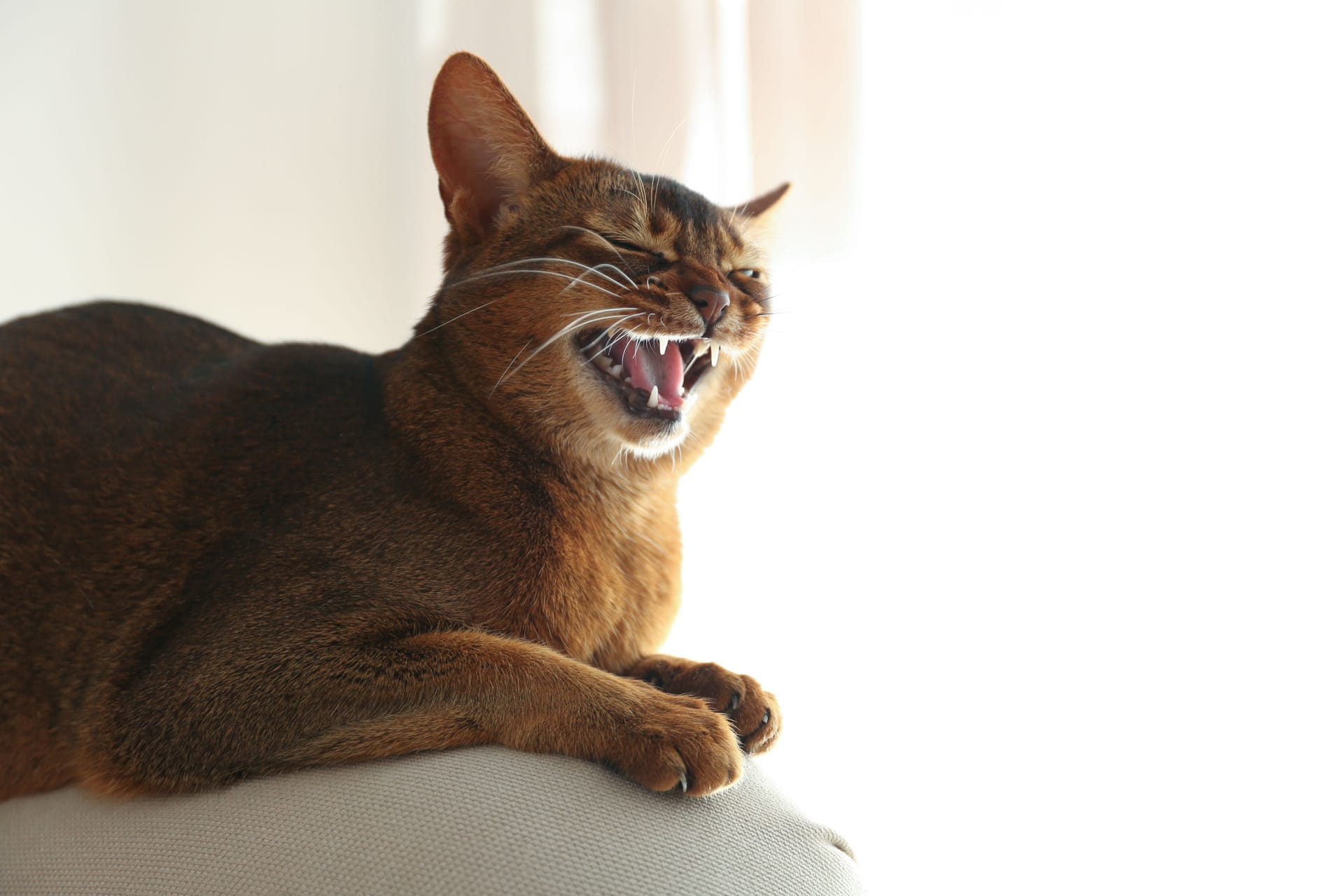 Beautiful Abyssinian cat on sofa at home. Lovely pet