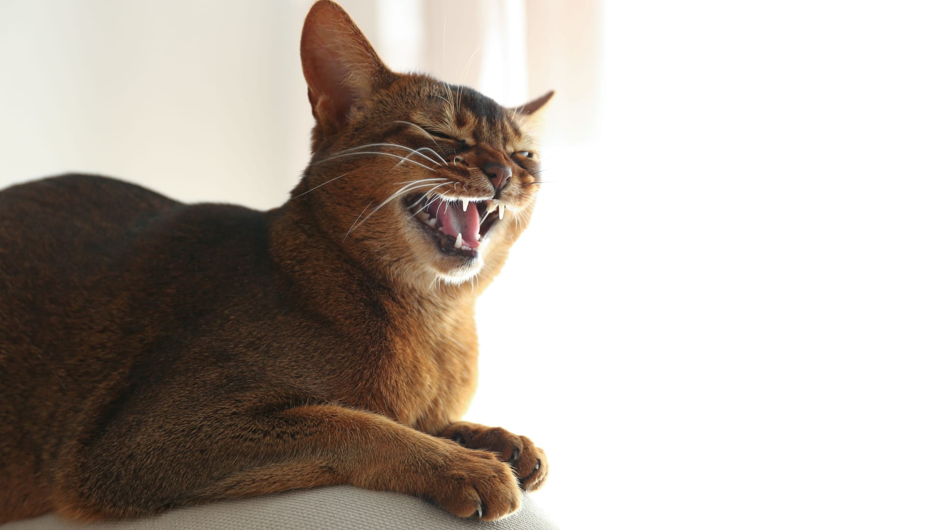 Beautiful Abyssinian cat on sofa at home. Lovely pet