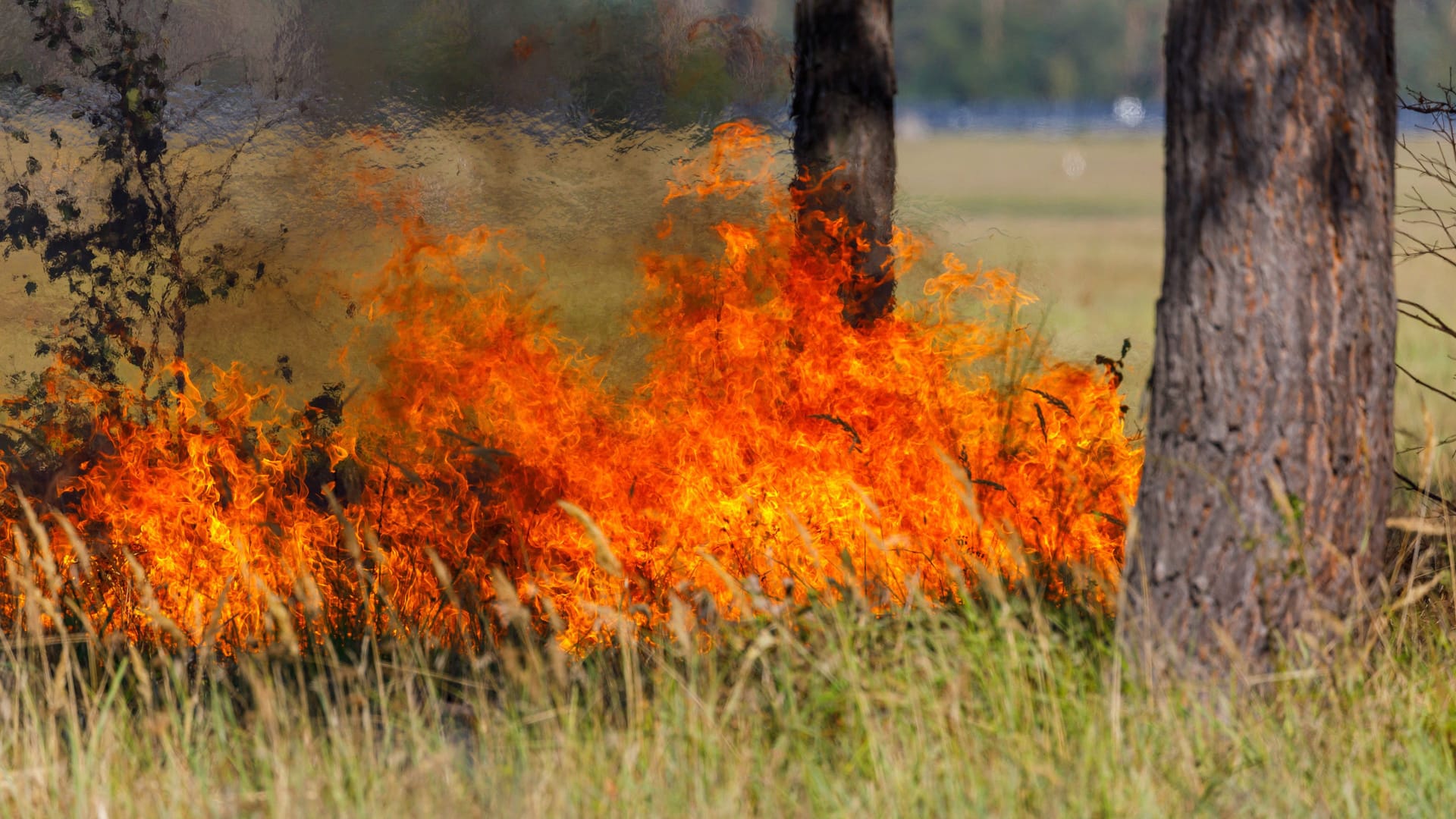 Ein Waldbrand (Symbolbild): Die Feuerwehr konnte die Flammen schnell löschen. Ein Waldbrand (Symbolbild): Die Feuerwehr konnte die Flammen schnell löschen.