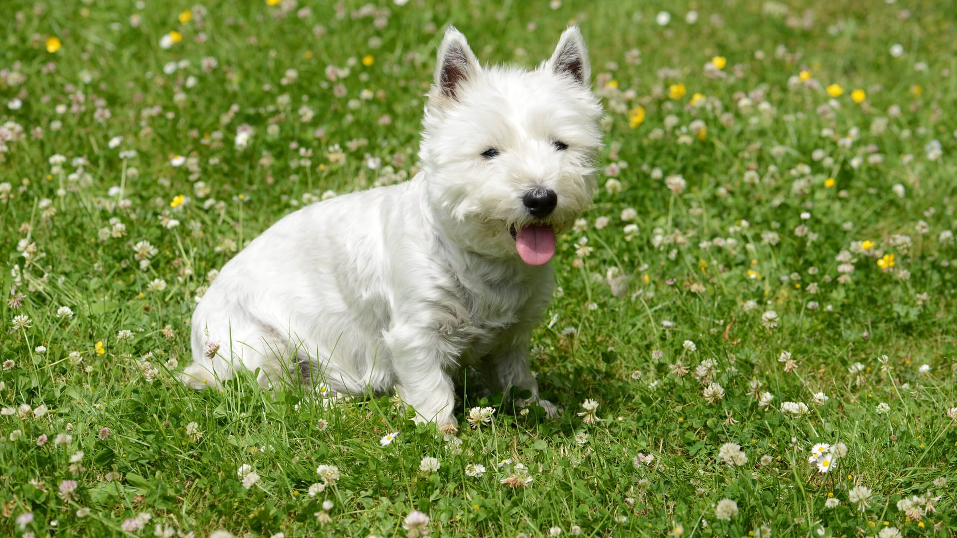 Ein Zwerg-Yorkshire-Terrier: Der kleinste war nur etwa sieben Zentimeter lang, er starb 1945.