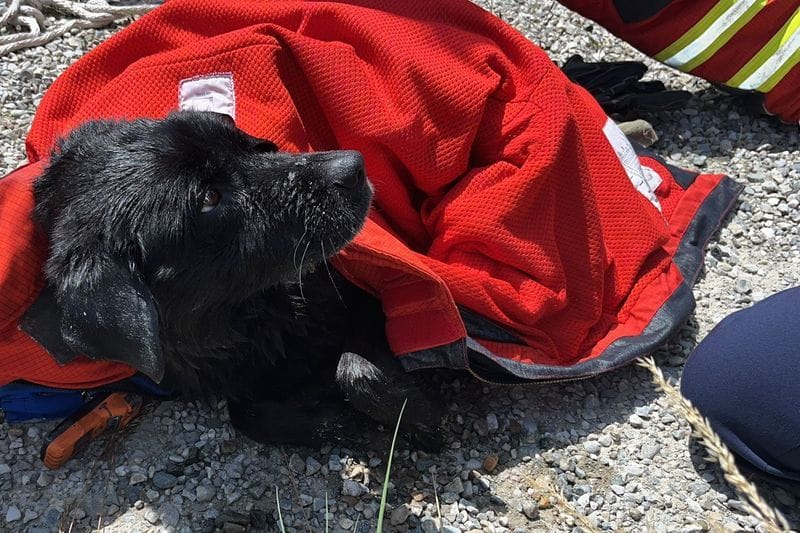 Wasserwacht und Feuerwehr haben die Hündin Mia aus dem Innkanal gerettet: Sie trieb rund 20 Kilometer im Wasser.