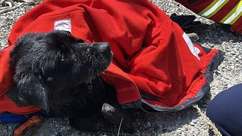 Wasserwacht und Feuerwehr haben die Hündin Mia aus dem Innkanal gerettet: Sie trieb rund 20 Kilometer im Wasser.