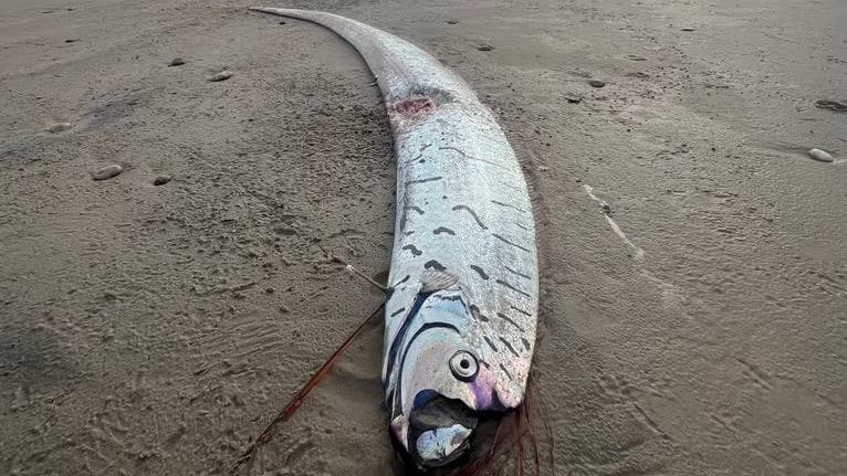 Ein "Weltuntergangsfisch": Der zwei Meter lange Fisch wurde in Tasmanien entdeckt.