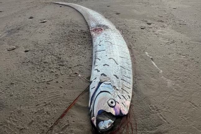 Ein "Weltuntergangsfisch": Der zwei Meter lange Fisch wurde in Tasmanien entdeckt.