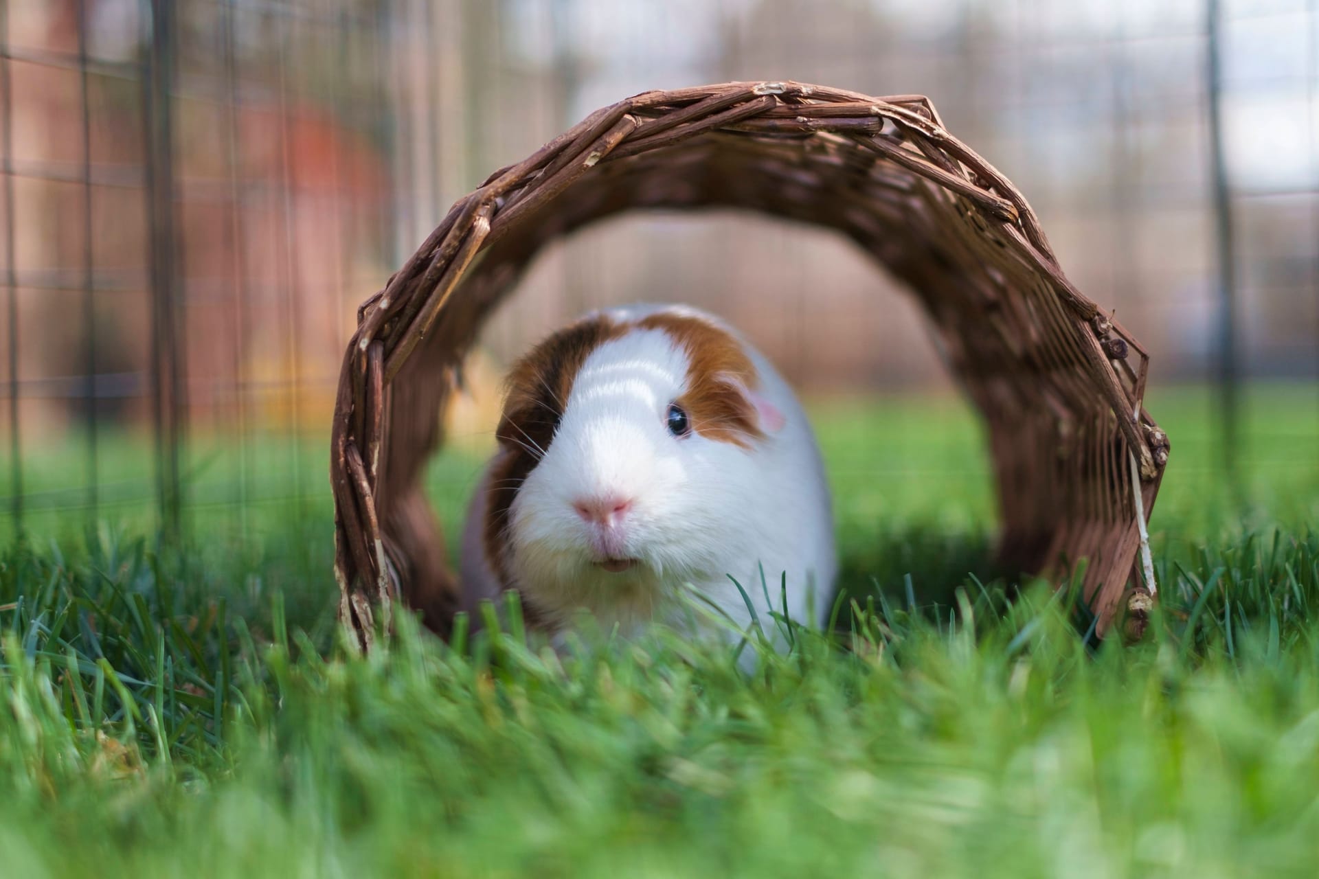 Meerschweinchen (Symbolbild): Gerda, die vom Veterinäramt aus ihrem alten Zuhause gerettet wurde, hat es jetzt schöner.