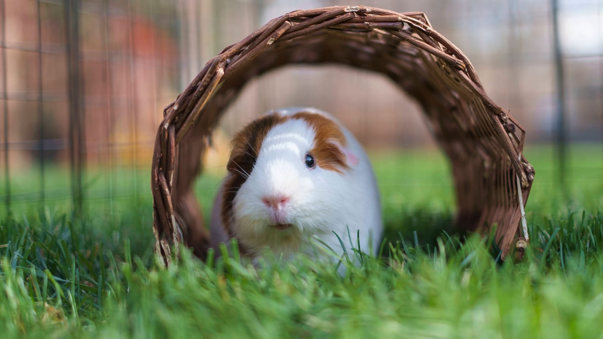 Meerschweinchen (Symbolbild): Gerda, die vom Veterinäramt aus ihrem alten Zuhause gerettet wurde, hat es jetzt schöner.