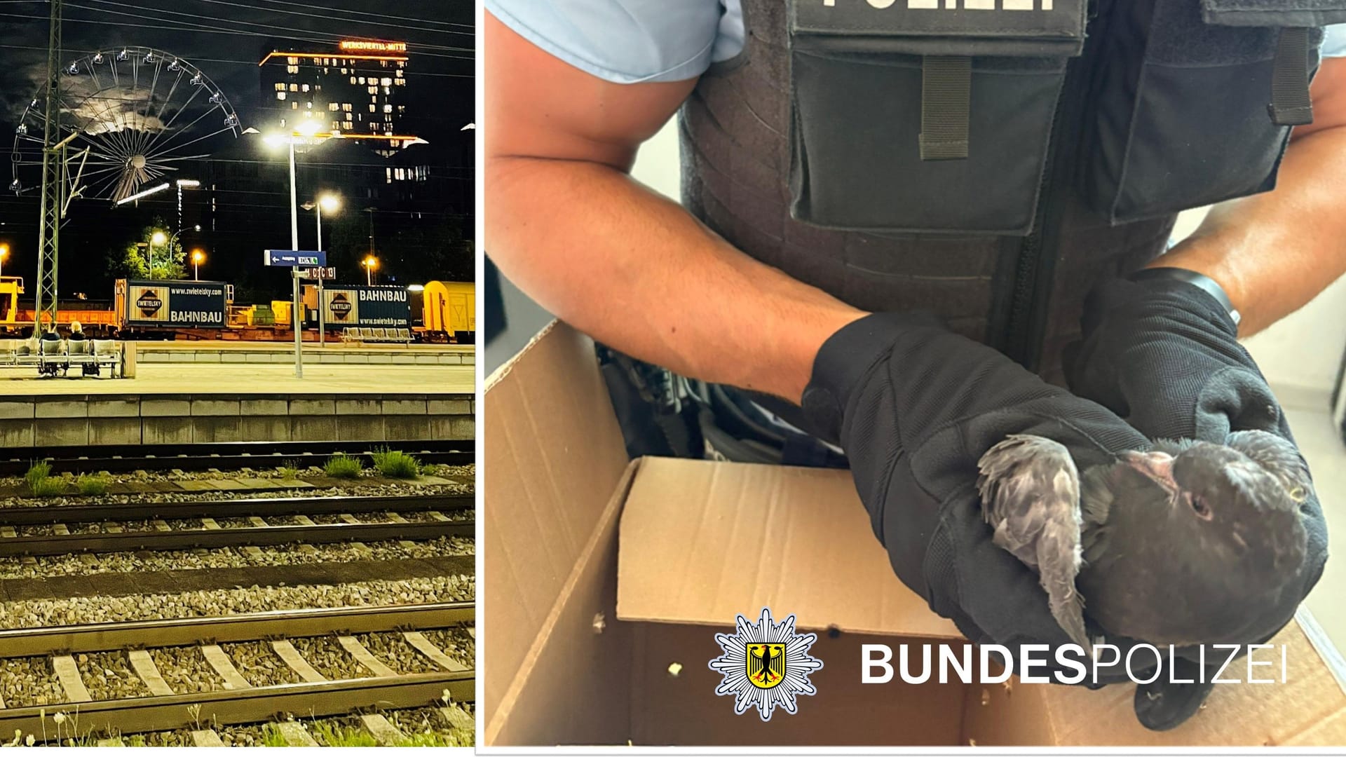 Einsatz der Bundespolizei am Ostbahnhof: Eine Taube hat sich am Flügel verletzt.