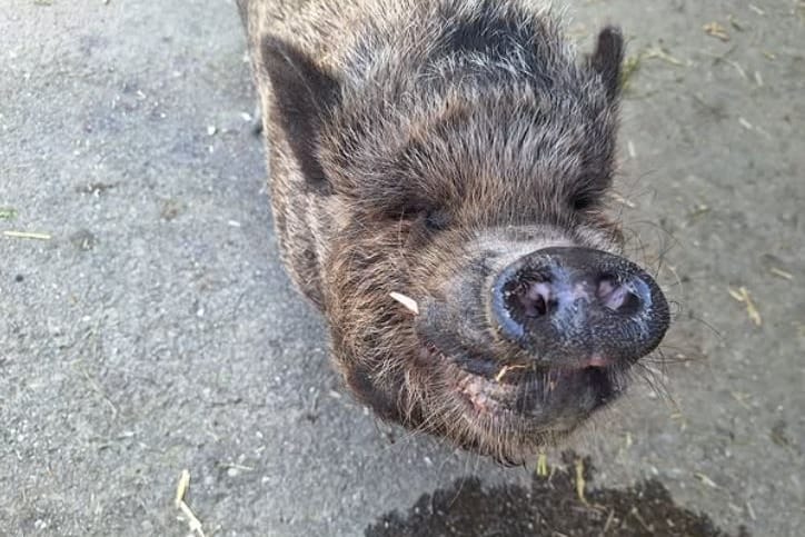 "Sauglücklich" sieht Ludwig in seinem neuen Zuhause aus: Das Hängebauchschwein lebt ab sofort auf dem Land.