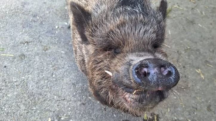 "Sauglücklich" sieht Ludwig in seinem neuen Zuhause aus: Das Hängebauchschwein lebt ab sofort auf dem Land. "Sauglücklich" sieht Ludwig in seinem neuen Zuhause aus: Das Hängebauchschwein lebt ab sofort auf dem Land.