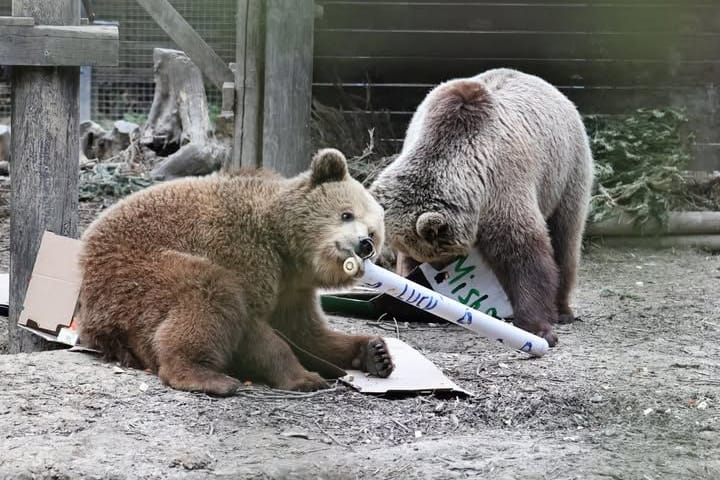 Die beiden Braunbären Mish und Lucy: Am Montag flüchteten die beiden aus dem Gehege.