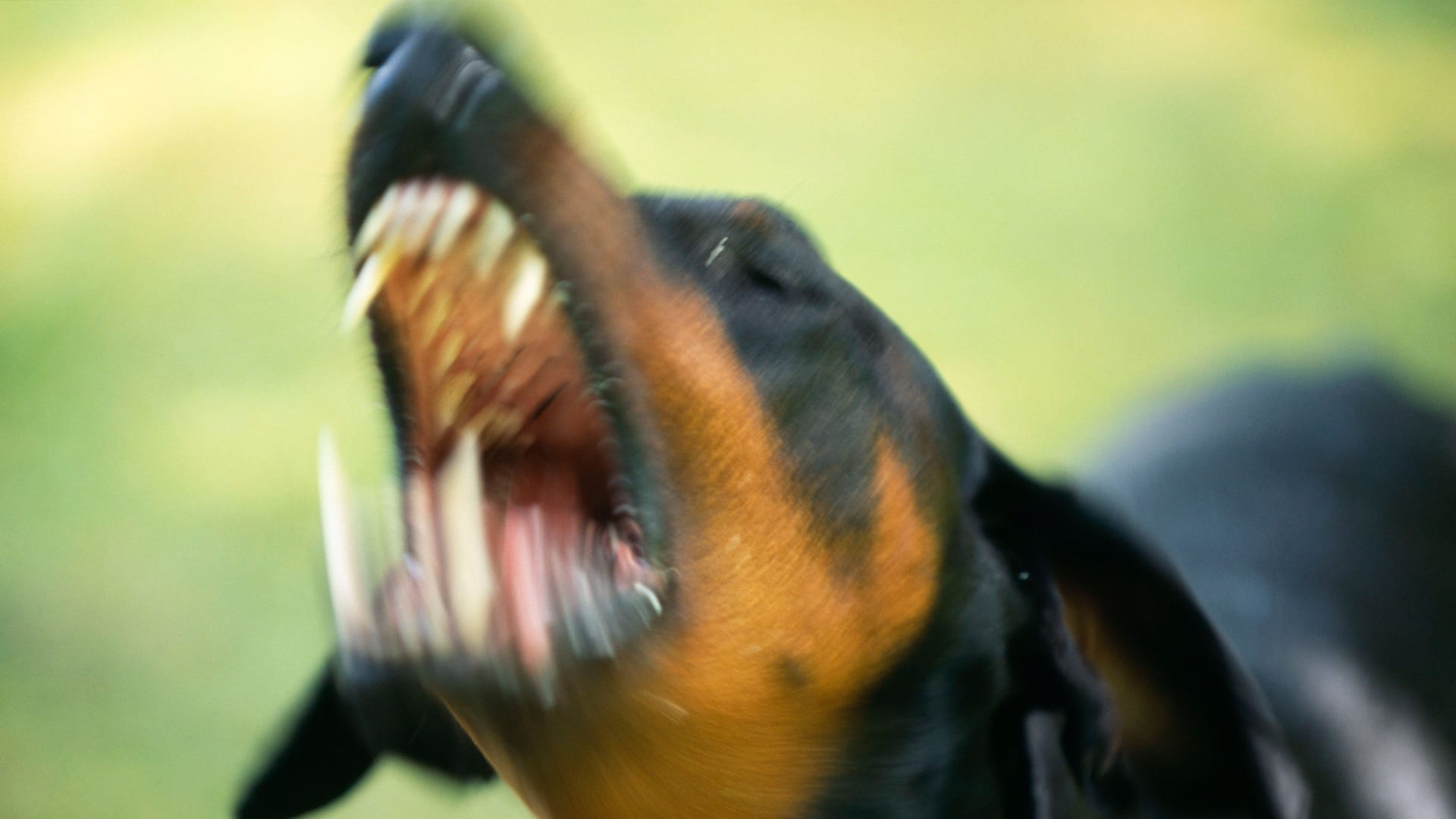 Ein Hund fletscht die Zähne (Symbolbild): Gegen die Halterin wurde ein Ermittlungsverfahren eingeleitet.