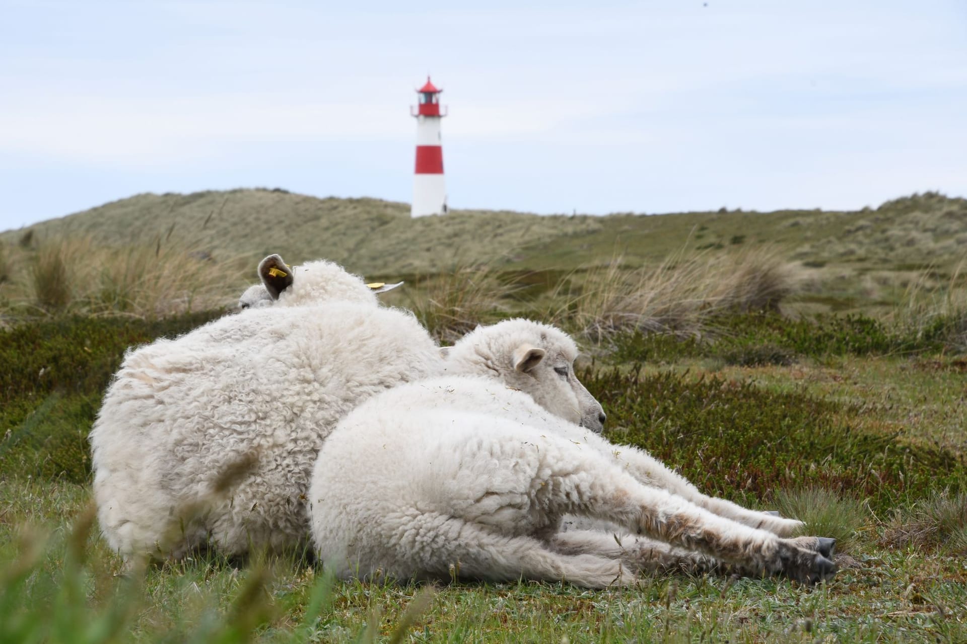 Schafe auf Sylt
