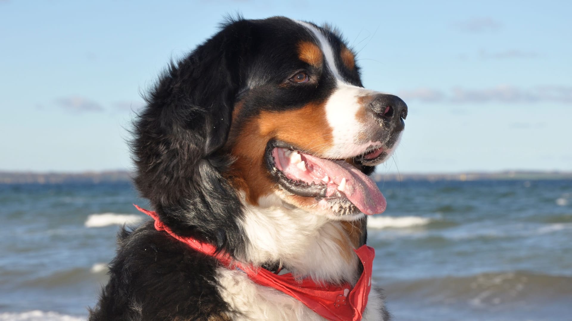 Berner Sennenhund (Symbolbild): Sicher ist, dass der Hund sein Herrchen biss. Über die Umstände gibt es hingegen verschiedene Darstellungen. Berner Sennenhund (Symbolbild): Sicher ist, dass der Hund sein Herrchen biss. Über die Umstände gibt es hingegen verschiedene Darstellungen.