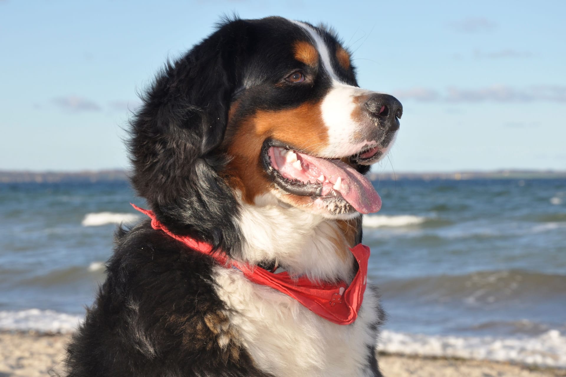 Berner Sennenhund (Symbolbild): Sicher ist, dass der Hund sein Herrchen biss. Über die Umstände gibt es hingegen verschiedene Darstellungen.