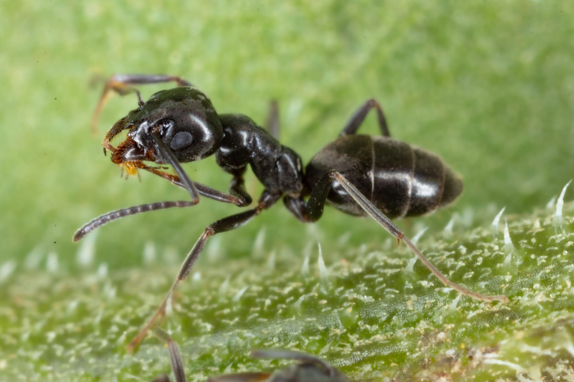 Closeup of an Tapinoma sessile ant walking on green grass